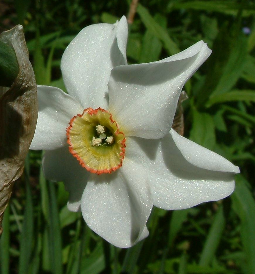 CalPhotos: Narcissus pseudonarcissus