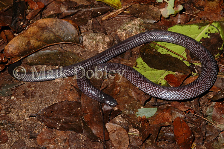 Amblyodipsas polylepis Amblyodipsas polylepis