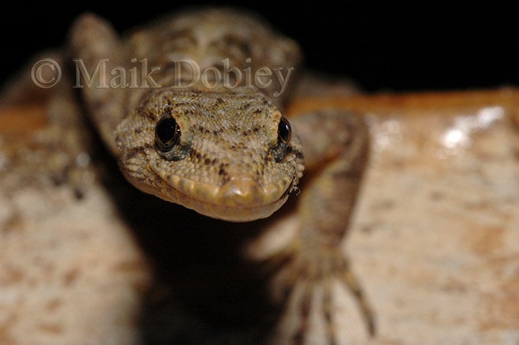 Ancylodactylus africanus Ancylodactylus africanus