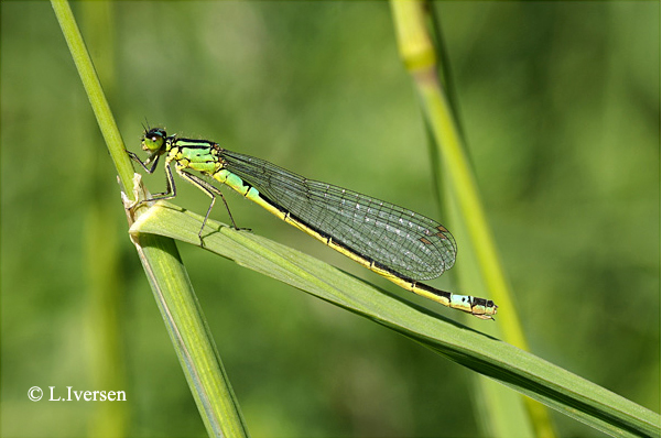 Coenagrion armatum Coenagrion armatum