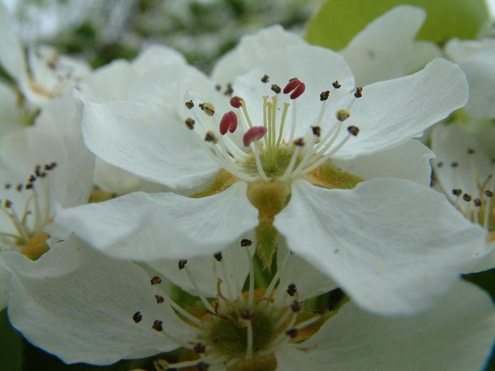 Pyrus Betulifolia