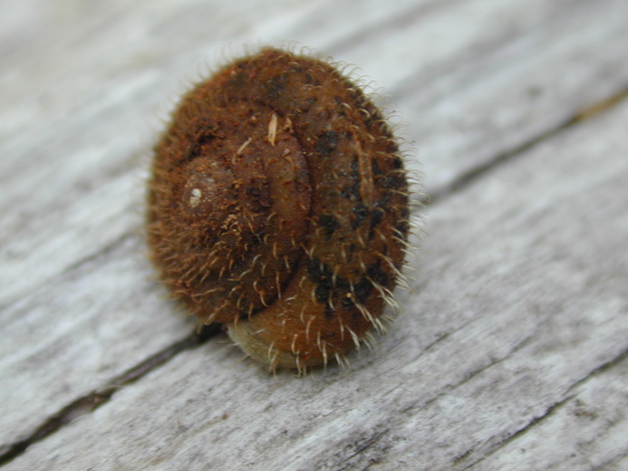 Vespericola karokorum Vespericola karokorum