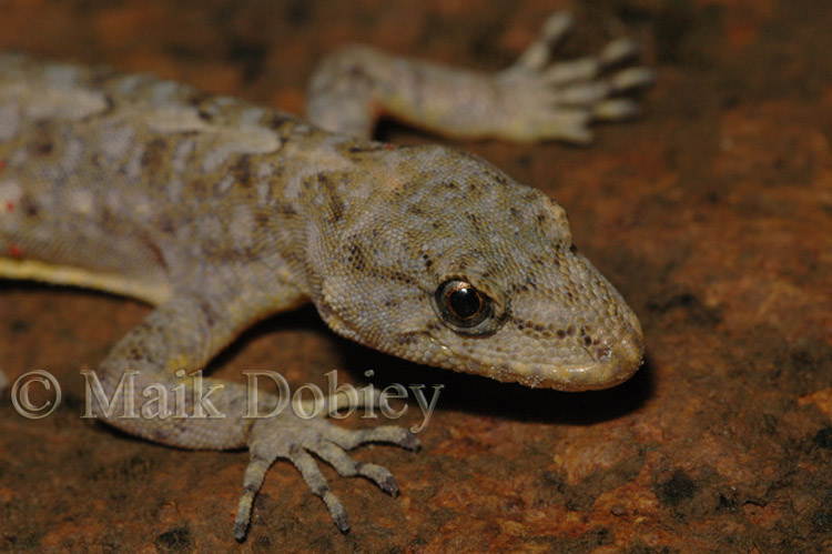Ancylodactylus africanus Ancylodactylus africanus
