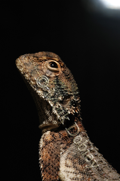 Trapelus agnetae Trapelus agnetae