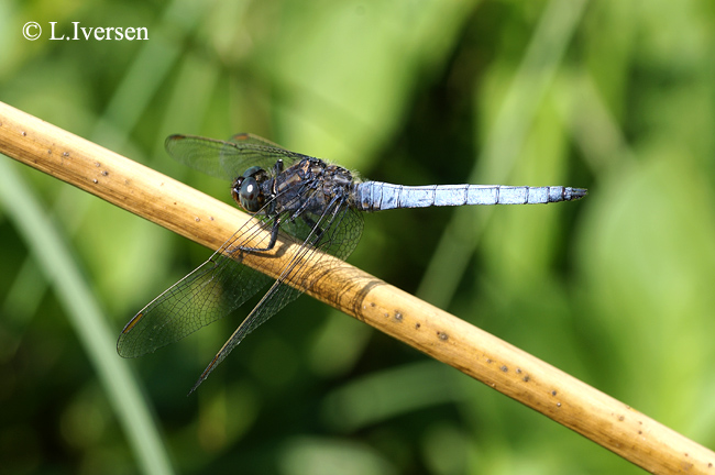 Orthetrum coerulescens Orthetrum coerulescens