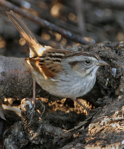 Melospiza georgiana Melospiza georgiana