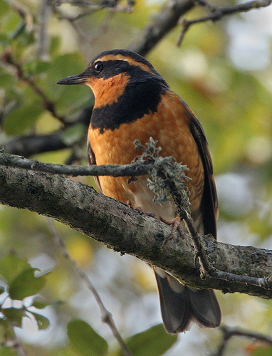 Ixoreus naevius Ixoreus naevius