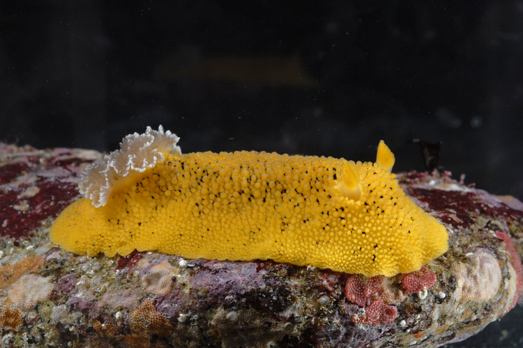 Peltodoris nobilis Peltodoris nobilis