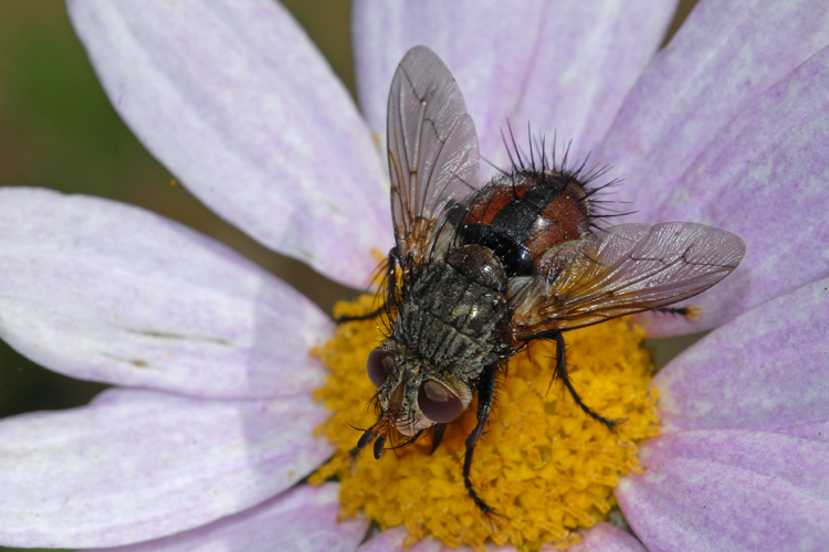 Peleteria sp. Peleteria sp.