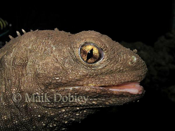 Sphenodon punctatus Sphenodon punctatus