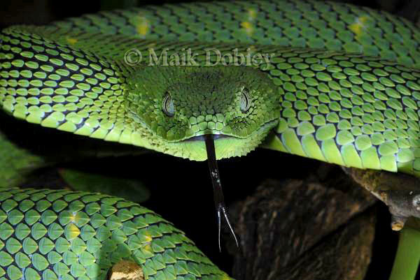 Atheris chlorechis Atheris chlorechis