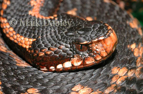 Vipera kaznakovi Vipera kaznakovi