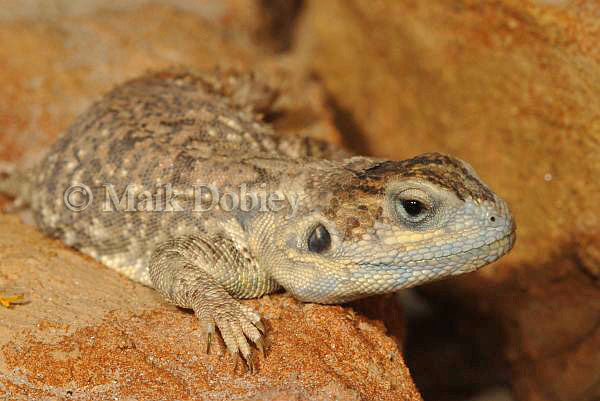 Xenagama taylori Xenagama taylori