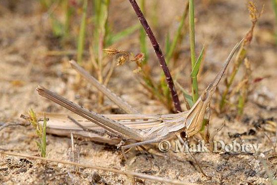 Acrida ungarica Acrida ungarica