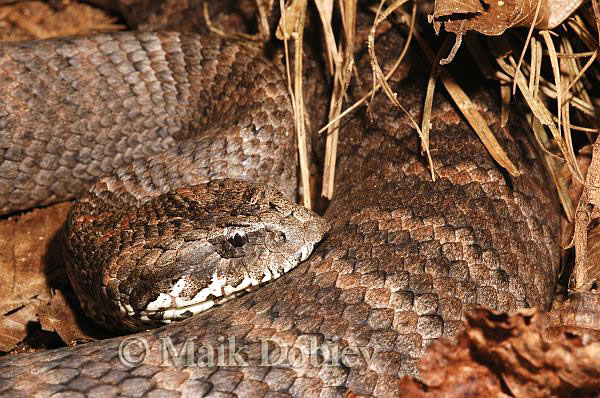 Acanthophis antarcticus Acanthophis antarcticus
