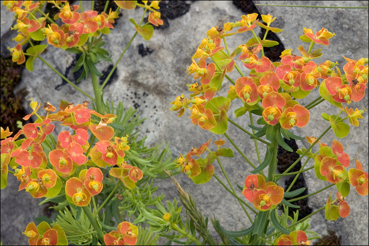 Euphorbia cyparissias