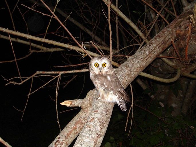 Aegolius acadicus Aegolius acadicus