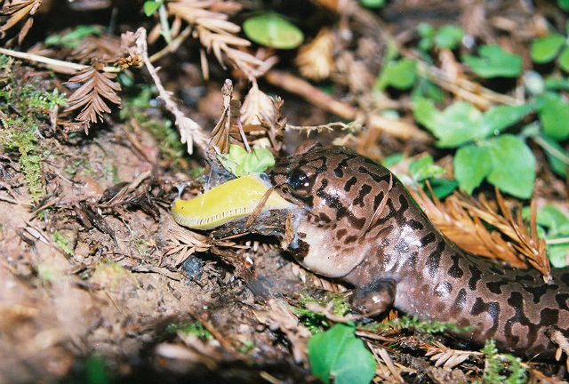 Dicamptodon tenebrosus Dicamptodon tenebrosus