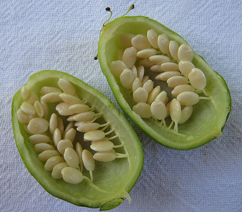 Passiflora contracta