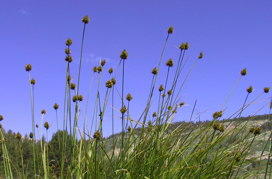 Carex pachystachya