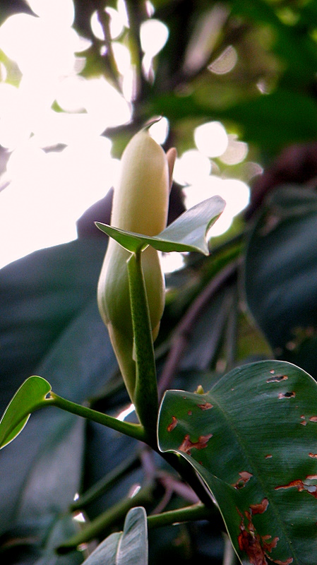 Philodendron surinamense image