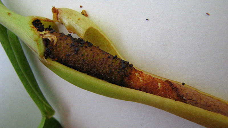 Philodendron surinamense image