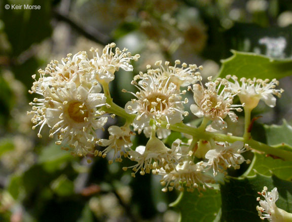Prunus ilicifolia ssp. ilicifolia