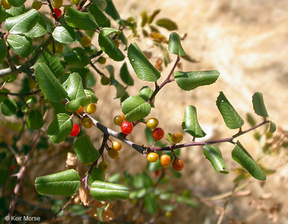 Rhamnus ilicifolia