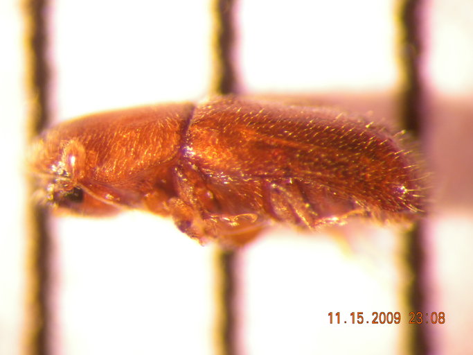 Gnathotrichus pilosus