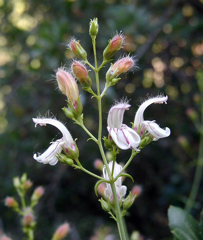 Keckiella breviflora var. breviflora