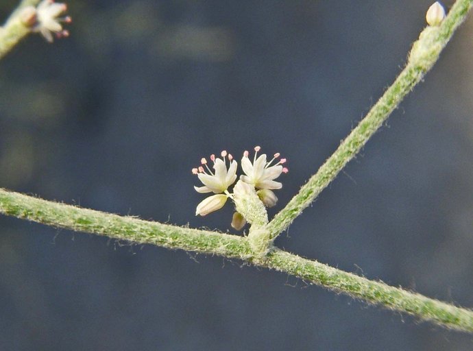 Eriogonum vestitum