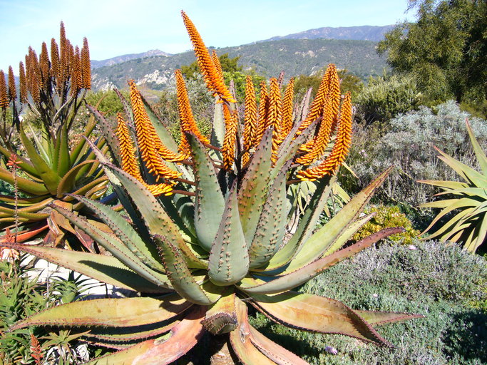 Aloe ferox image
