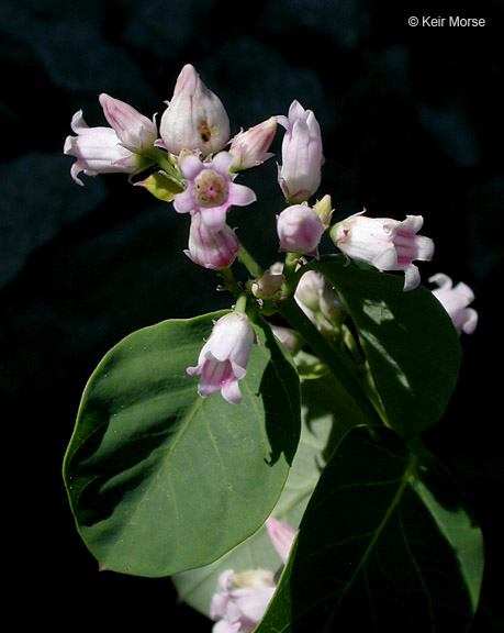 Apocynum androsaemifolium