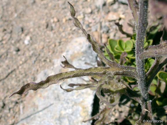 Castilleja applegatei ssp. applegatei