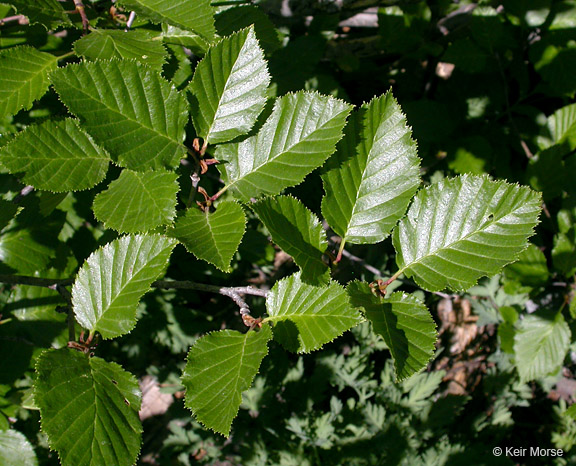 Alnus viridis ssp. sinuata