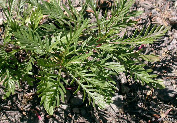 Ipomopsis aggregata ssp. formosissima