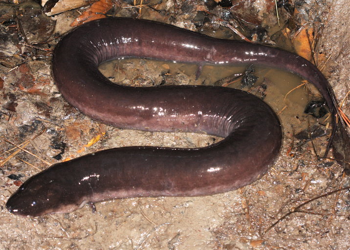 Amphiuma tridactylum image