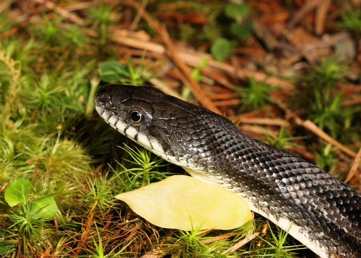 Pantherophis spiloides