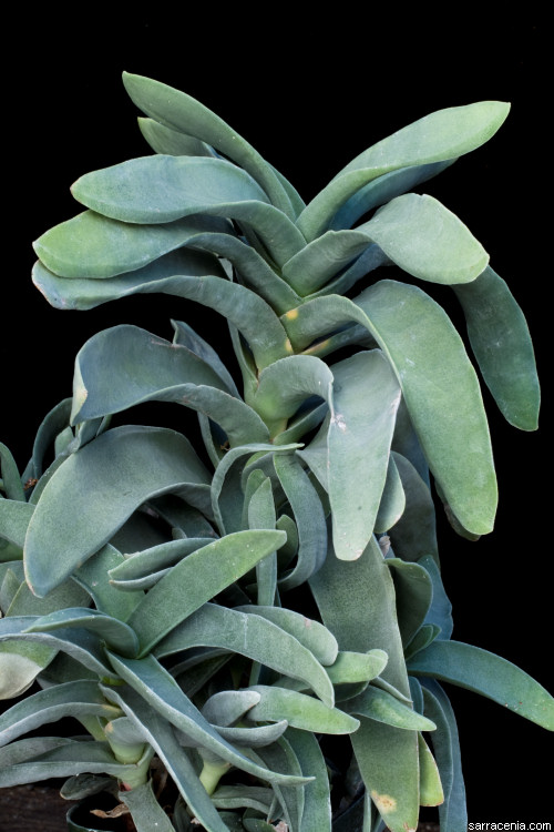 Crassula perfoliata var. minor