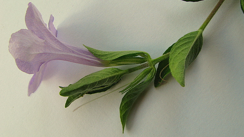 Ruellia geminiflora
