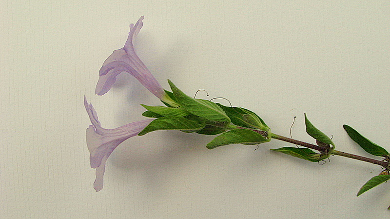Ruellia geminiflora
