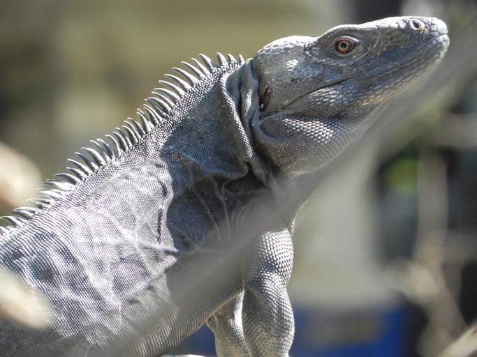 Ctenosaura pectinata image