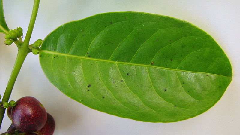 Siparuna guianensis