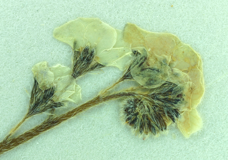 Plagiobothrys chorisianus var. hickmanii