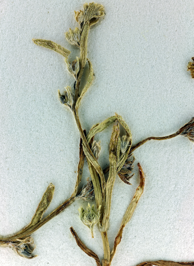 Plagiobothrys nitens