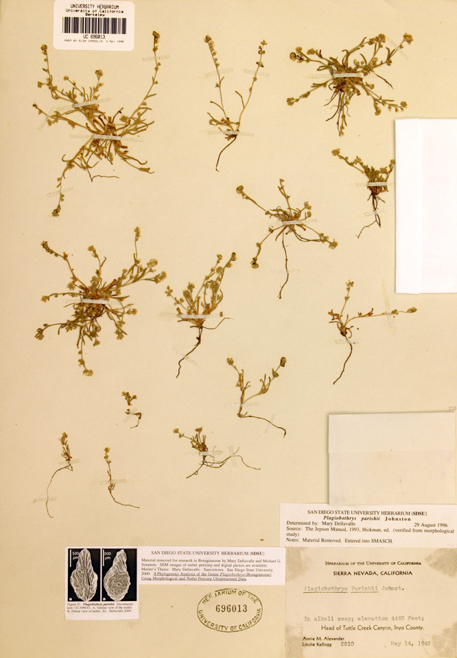 Plagiobothrys parishii image