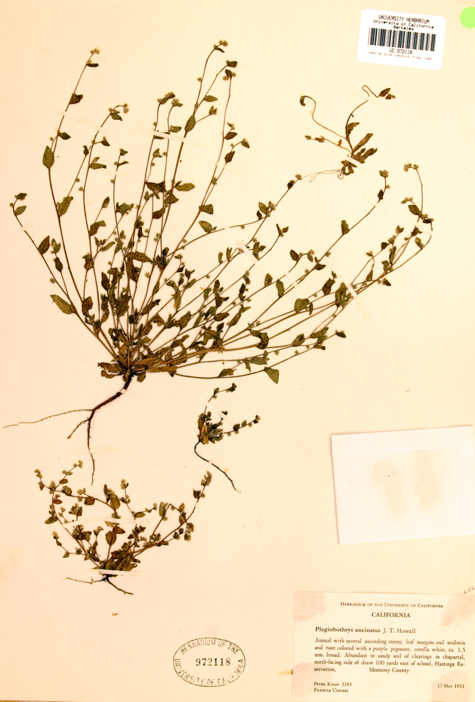 Plagiobothrys uncinatus