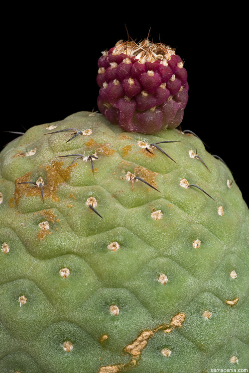 Tephrocactus alexanderi