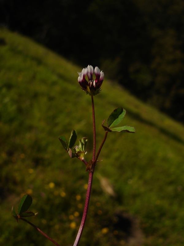 Trifolium variegatum var. variegatum