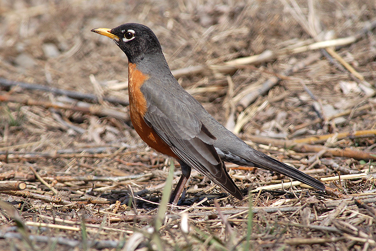 Turdus migratorius